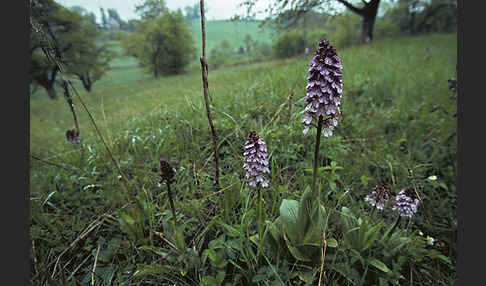 Purpur-Knabenkraut (Orchis purpurea)