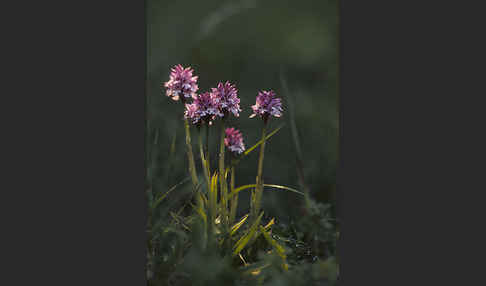 Dreizähniges Knabenkraut (Orchis tridentata)