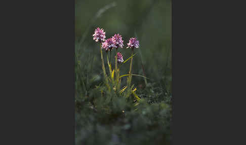 Dreizähniges Knabenkraut (Orchis tridentata)