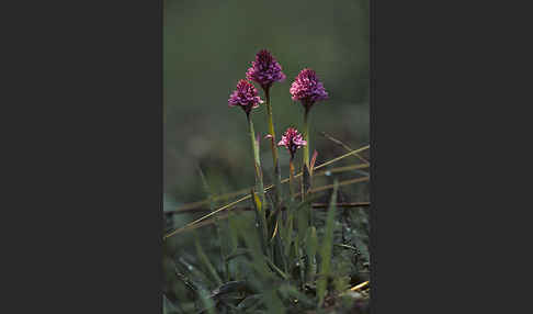 Dreizähniges Knabenkraut (Orchis tridentata)