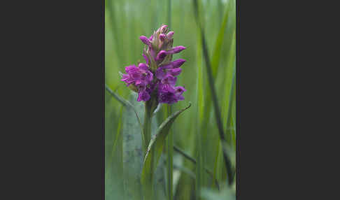 Breitblättrige Kuckucksblume (Dactylorhiza majalis)