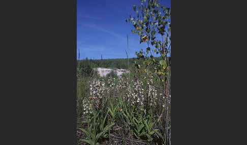 Sumpf-Sitter (Epipactis palustris)