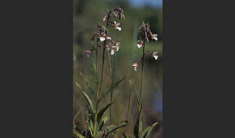 Sumpf-Sitter (Epipactis palustris)