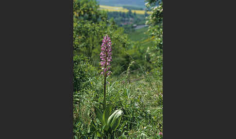 Helm-Knabenkraut (Orchis militaris)