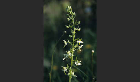 Berg-Waldhyazinthe (Platanthera chlorantha)