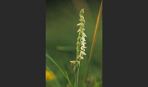 Herbst-Drehwurz (Spiranthes spiralis)