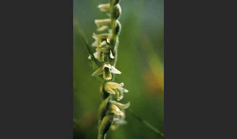 Herbst-Drehwurz (Spiranthes spiralis)