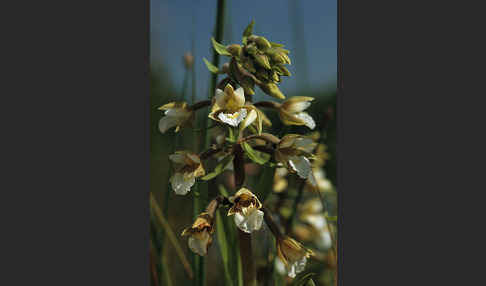 Sumpf-Sitter (Epipactis palustris)