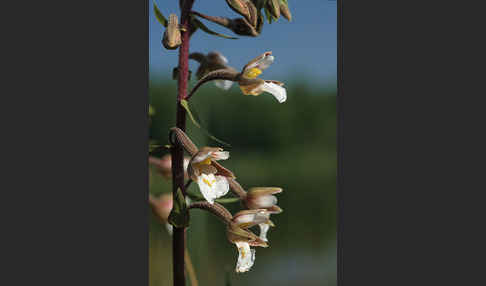 Sumpf-Sitter (Epipactis palustris)