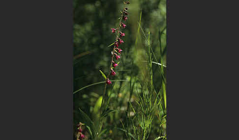 Braunrote Sitter (Epipactis atrorubens)