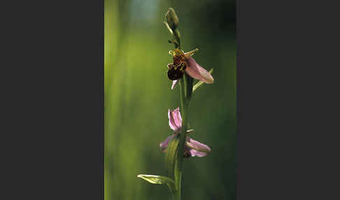 Bienen-Ragwurz (Ophrys apifera)