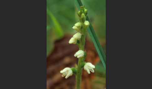 Kriechende Netzblatt (Goodyera repens)