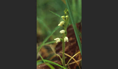 Kriechende Netzblatt (Goodyera repens)