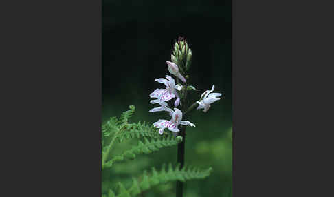 Fuchs Knabenkraut (Dactylorhiza fuchsii)