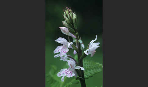 Fuchs Knabenkraut (Dactylorhiza fuchsii)