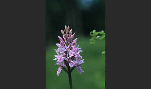 Fuchs Knabenkraut (Dactylorhiza fuchsii)