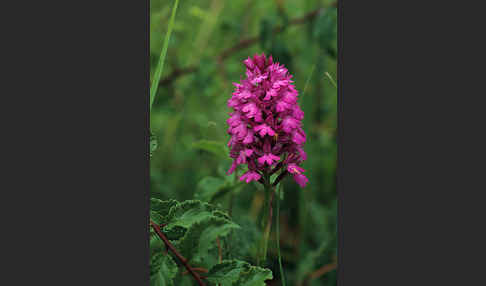 Hundswurz (Anacamptis pyramidalis)