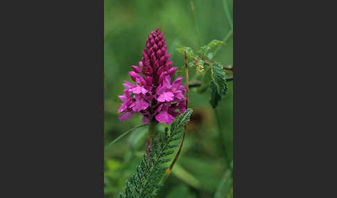 Hundswurz (Anacamptis pyramidalis)