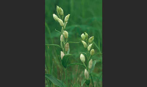 Bleiches Waldvögelein (Cephalanthera damasonium)