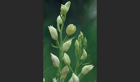 Bleiches Waldvögelein (Cephalanthera damasonium)