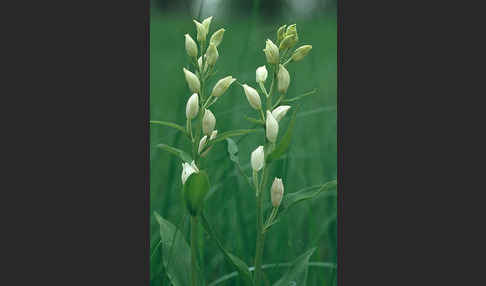 Bleiches Waldvögelein (Cephalanthera damasonium)