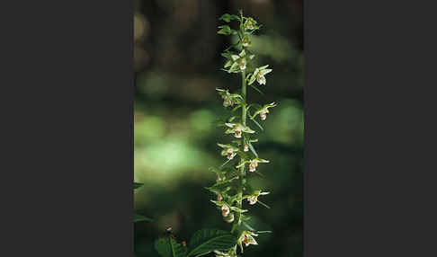 Violette Stendelwurz (Epipactis purpurata)