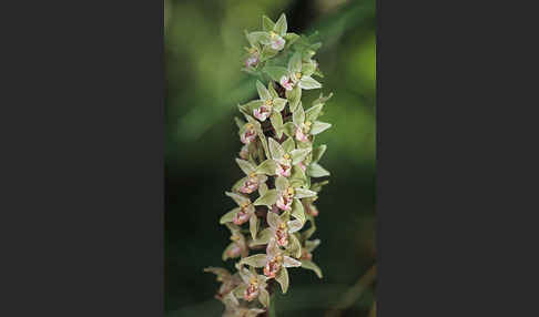 Violette Stendelwurz (Epipactis purpurata)