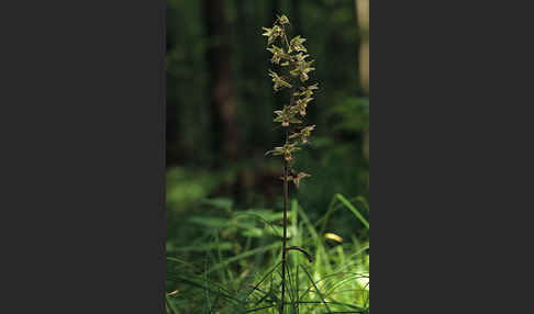 Violette Stendelwurz (Epipactis purpurata)