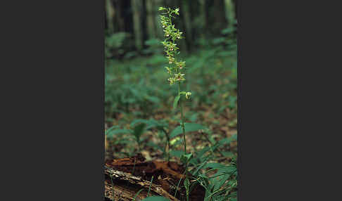 Violette Stendelwurz (Epipactis purpurata)