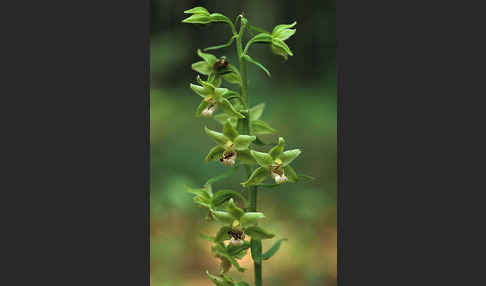 Violette Stendelwurz (Epipactis purpurata)