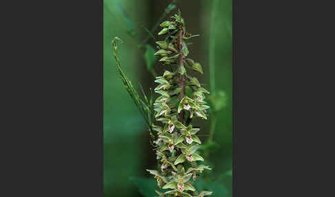 Violette Stendelwurz (Epipactis purpurata)