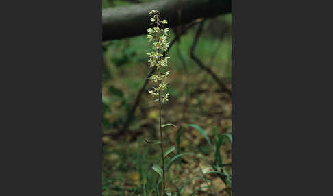 Violette Stendelwurz (Epipactis purpurata)