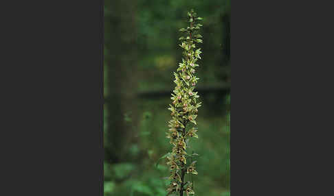 Violette Stendelwurz (Epipactis purpurata)