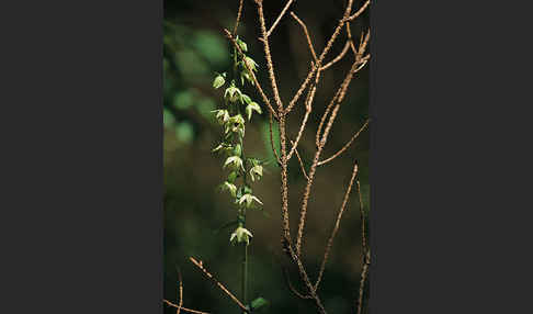 Müllers Stendelwurz (Epipactis muelleri)