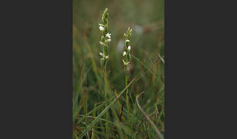 Sommer-Drehwurz (Spiranthes aestivalis)