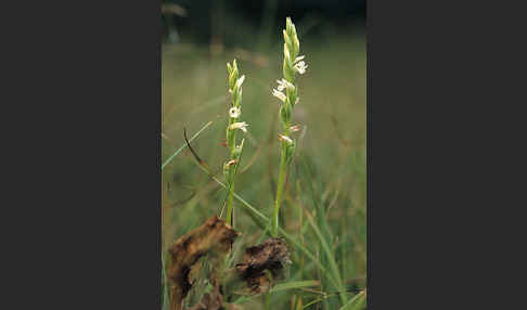 Sommer-Drehwurz (Spiranthes aestivalis)