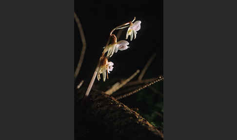 Blattloser Widerbart (Epipogium aphyllum)