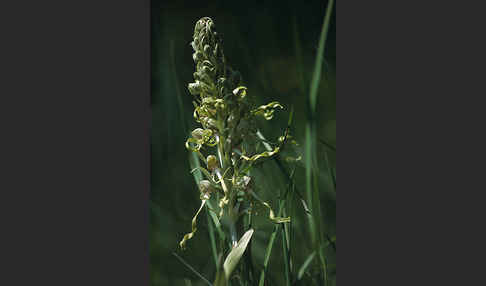 Bocks-Riemenzunge (Himantoglossum hircinum)