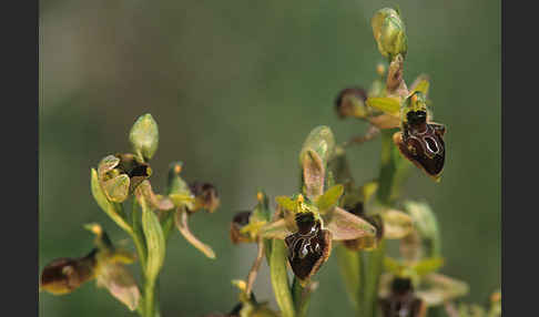 Sizilische Ragwurz (Ophrys sphegodes ssp. Sicula)