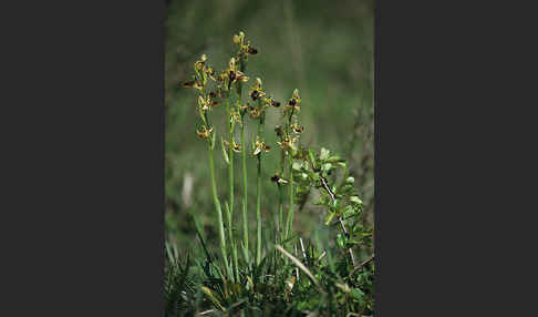 Sizilische Ragwurz (Ophrys sphegodes ssp. Sicula)