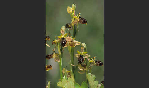 Sizilische Ragwurz (Ophrys sphegodes ssp. Sicula)