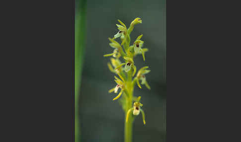 Korallenwurz (Corallorrhiza trifida)