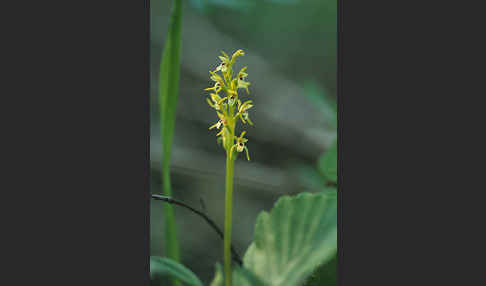 Korallenwurz (Corallorrhiza trifida)