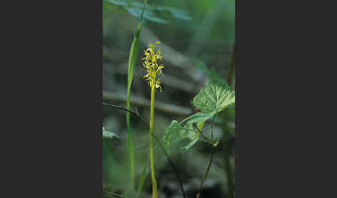 Korallenwurz (Corallorrhiza trifida)