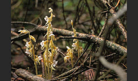 Blattloser Widerbart (Epipogium aphyllum)