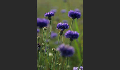 Kornblume (Centaurea cyanus)