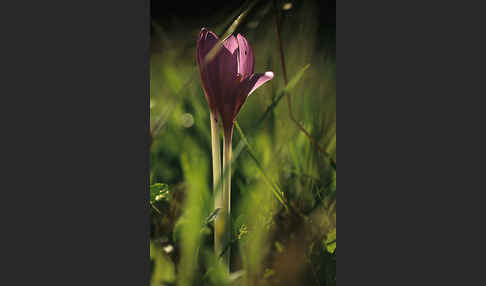 Herbst-Zeitlose (Colchicum autumnale)