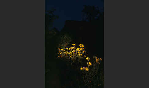 Nachtkerze (Oenothera spec.)