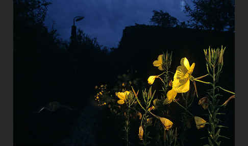 Nachtkerze (Oenothera spec.)