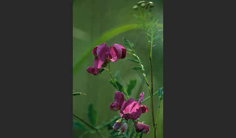 Breitblättrige Platterbse (Lathyrus latifolius)